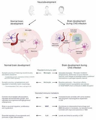 Infections in the Developing Brain: The Role of the Neuro-Immune Axis